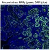 Immunofluorescence staining of endogenous mouse RARγ in kidney tissue, showing RARγ in green and DAPI-stained nuclei in blue