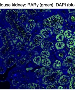 Immunofluorescence staining of endogenous mouse RARγ in kidney tissue, showing RARγ in green and DAPI-stained nuclei in blue