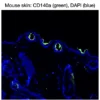 Immunofluorescence staining of endogenous mouse CD140a (PDGFRα) in skin tissue, showing CD140a in green and DAPI-stained nuclei in blue