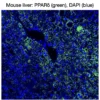 Immunofluorescence staining of endogenous mouse PPARδ in liver tissue, showing PPARδ in green and DAPI-stained nuclei in blue
