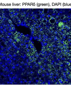 Immunofluorescence staining of endogenous mouse PPARδ in liver tissue, showing PPARδ in green and DAPI-stained nuclei in blue