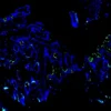Immunofluorescence staining of endogenous mouse CD140a (PDGFRα) in skin tissue, showing CD140a in green and DAPI-stained nuclei in blue