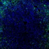 Immunofluorescence staining of endogenous mouse PPARδ in liver tissue, showing PPARδ in green and DAPI-stained nuclei in blue