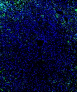 Immunofluorescence staining of endogenous mouse PPARδ in liver tissue, showing PPARδ in green and DAPI-stained nuclei in blue