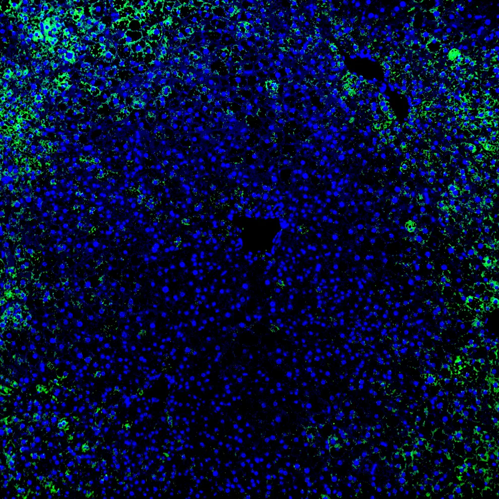 Immunofluorescence staining of endogenous mouse PPARδ in liver tissue, showing PPARδ in green and DAPI-stained nuclei in blue