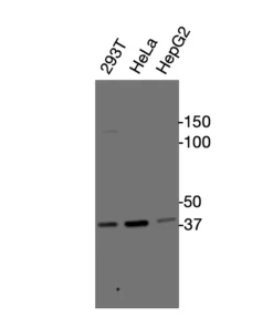 Western blot analysis of endogenous human GPR25 in 293T, HeLa, and HepG2 cell lysates using Anti-human GPR25 Recombinant Monoclonal Antibody (HM0063)