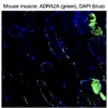 Immunofluorescence staining of endogenous mouse ADRA2A in skeletal muscle tissue, showing ADRA2A in green and DAPI-stained nuclei in blue.