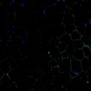 Immunofluorescence staining of endogenous mouse LXRα in epididymal white adipose tissue (eWAT), showing LXRα in green and DAPI-stained nuclei in blue.