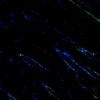 Immunofluorescence staining of endogenous mouse RXRα in skeletal muscle tissue, showing RXRα in green and DAPI-stained nuclei in blue.