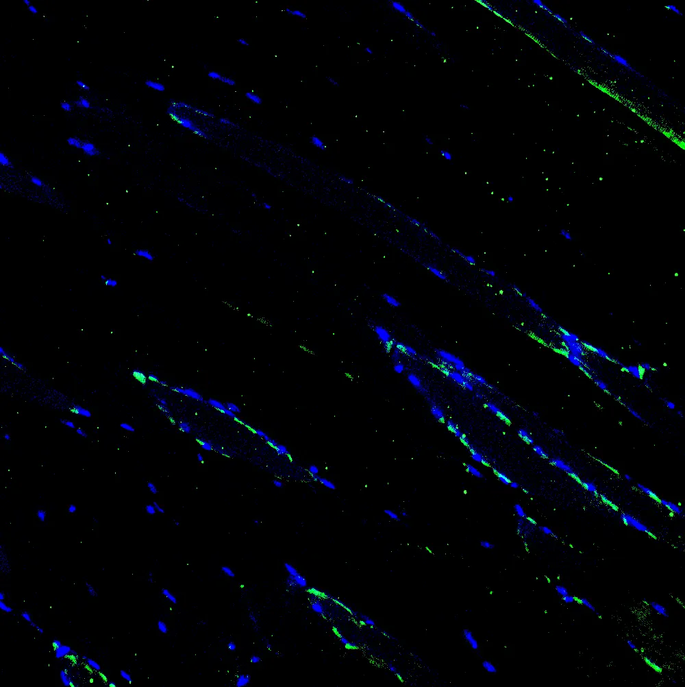 Immunofluorescence staining of endogenous mouse RXRα in skeletal muscle tissue, showing RXRα in green and DAPI-stained nuclei in blue.