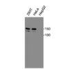 Western blot analysis of endogenous human CXCR2 in 293T and HeLa cell lysates using Anti-human CXCR2 Recombinant Monoclonal Antibody (HM0076)