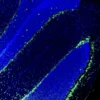Immunofluorescence staining of endogenous mouse glucocorticoid receptor (GR) in brain tissue, showing GR in green and DAPI-stained nuclei in blue.