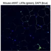 Immunofluorescence staining of endogenous mouse LXRα in epididymal white adipose tissue (eWAT), showing LXRα in green and DAPI-stained nuclei in blue.