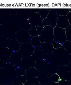Immunofluorescence staining of endogenous mouse LXRα in epididymal white adipose tissue (eWAT), showing LXRα in green and DAPI-stained nuclei in blue.