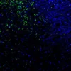 Immunofluorescence staining of endogenous mouse CAR in brain tissue, showing CAR in green and DAPI-stained nuclei in blue