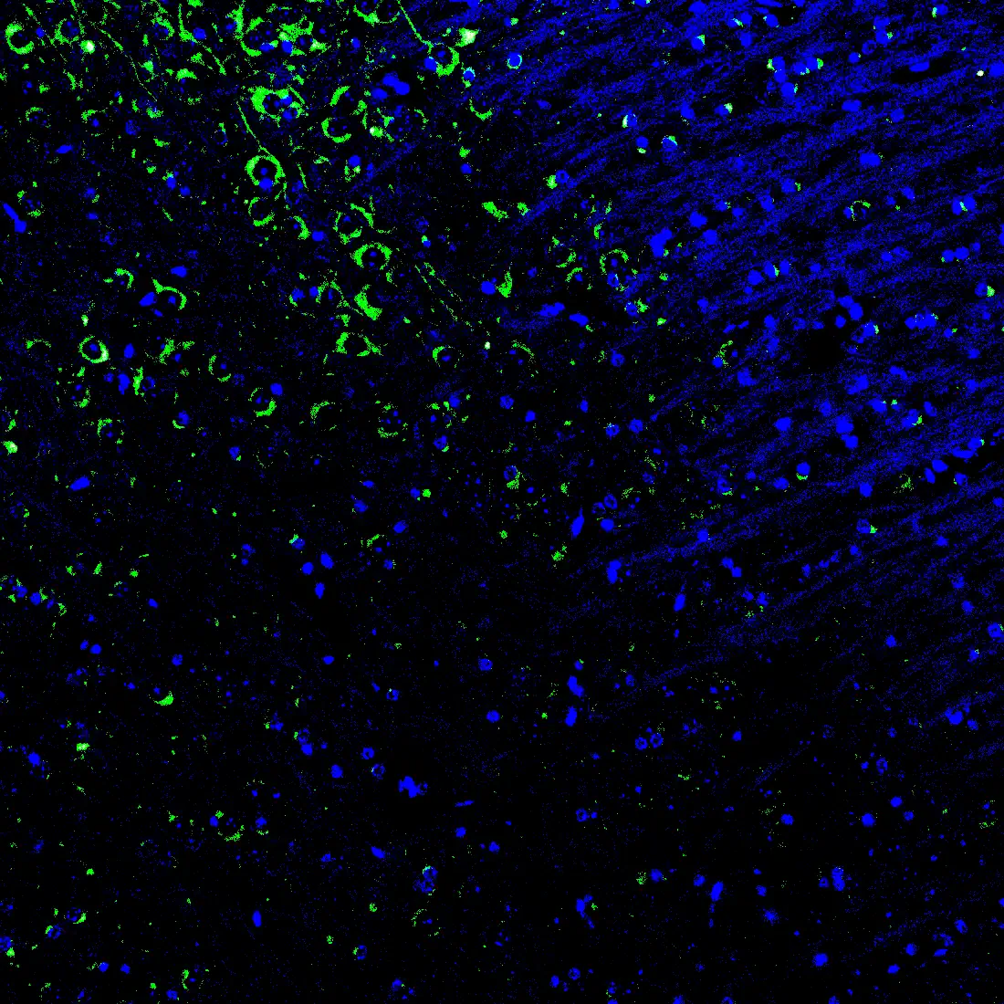 Immunofluorescence staining of endogenous mouse CAR in brain tissue, showing CAR in green and DAPI-stained nuclei in blue