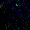 Immunofluorescence staining of endogenous mouse ADRA2A in skeletal muscle tissue, showing ADRA2A in green and DAPI-stained nuclei in blue.