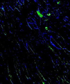 Immunofluorescence staining of endogenous mouse ADRA2A in skeletal muscle tissue, showing ADRA2A in green and DAPI-stained nuclei in blue.
