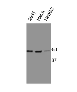 Western blot analysis of endogenous human ACKR1 in HEK293T, HeLa, and HepG2 cell lysates using Anti-human ACKR1 Recombinant Monoclonal Antibody (HM0062)