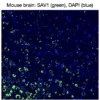 Immunofluorescence staining of endogenous mouse SAV1 in brain tissue, showing SAV1 in green and DAPI-stained nuclei in blue.