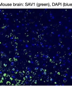 Immunofluorescence staining of endogenous mouse SAV1 in brain tissue, showing SAV1 in green and DAPI-stained nuclei in blue.