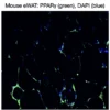 Immunofluorescence staining of endogenous mouse PPARγ in epididymal white adipose tissue (eWAT), showing PPARγ in green and DAPI-stained nuclei in blue.