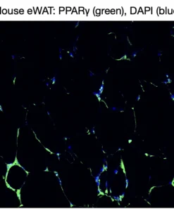 Immunofluorescence staining of endogenous mouse PPARγ in epididymal white adipose tissue (eWAT), showing PPARγ in green and DAPI-stained nuclei in blue.