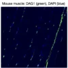 Immunofluorescence staining of endogenous DAG1 in mouse muscle, showing DAG1 in green and DAPI-stained nuclei in blue.