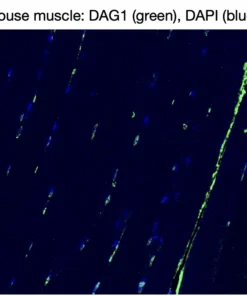 Immunofluorescence staining of endogenous DAG1 in mouse muscle, showing DAG1 in green and DAPI-stained nuclei in blue.