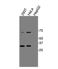 Western blot analysis of endogenous human GPR87 in HEK293T, HeLa, and HepG2 cell lysates using Anti-human GPR87 Recombinant Monoclonal Antibody (HM0059)