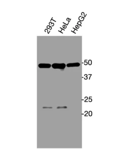 Western blot analysis of endogenous human GPR84 in HEK293T, HeLa, and HepG2 cell lysates using Anti-human GPR84 Recombinant Monoclonal Antibody (HM0061)