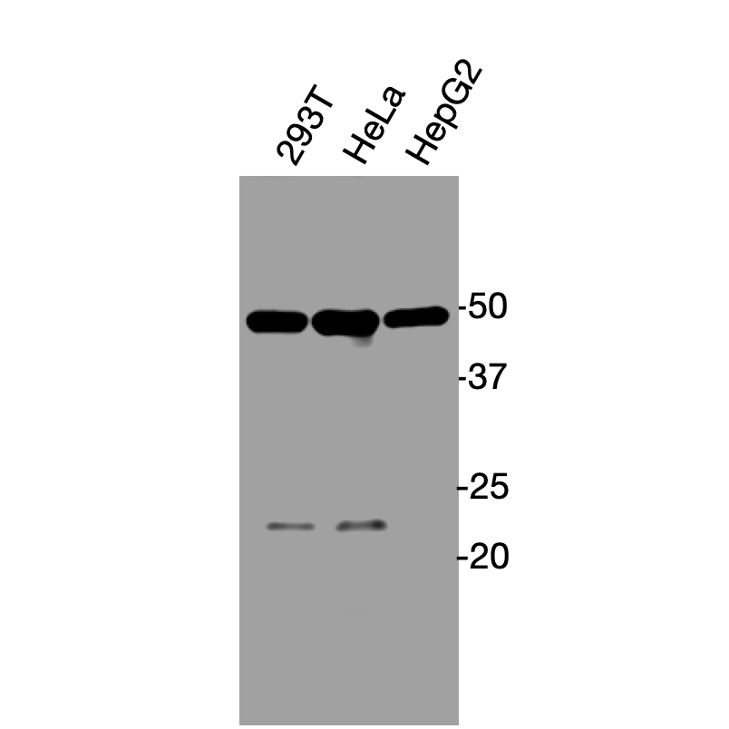 Western blot analysis of endogenous human GPR84 in HEK293T, HeLa, and HepG2 cell lysates using Anti-human GPR84 Recombinant Monoclonal Antibody (HM0061)