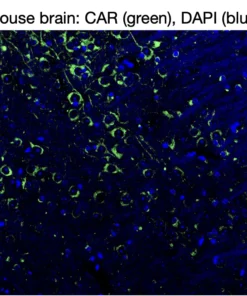 Immunofluorescence staining of endogenous mouse CAR in brain tissue, showing CAR in green and DAPI-stained nuclei in blue