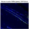 Immunofluorescence staining of endogenous mouse RXRα in skeletal muscle tissue, showing RXRα in green and DAPI-stained nuclei in blue.