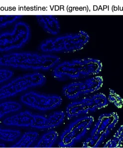 Immunofluorescence staining of endogenous mouse VDR in intestine tissue, showing VDR in green and DAPI-stained nuclei in blue
