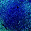 Immunofluorescence staining of endogenous mouse SAV1 in brain tissue, showing SAV1 in green and DAPI-stained nuclei in blue.