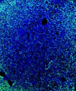 Immunofluorescence staining of endogenous mouse SAV1 in brain tissue, showing SAV1 in green and DAPI-stained nuclei in blue.