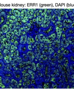 Immunofluorescence staining of endogenous mouse ERR1 (ESRRA) in kidney tissue, showing ERR1 in green and DAPI-stained nuclei in blue