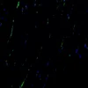 Immunofluorescence staining of endogenous DAG1 in mouse muscle, showing DAG1 in green and DAPI-stained nuclei in blue.