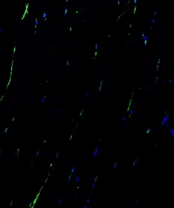 Immunofluorescence staining of endogenous DAG1 in mouse muscle, showing DAG1 in green and DAPI-stained nuclei in blue.