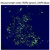 Immunofluorescence staining of endogenous mouse RORγ in lymph node tissue, showing RORγ in green and DAPI-stained nuclei in blue