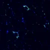 Immunofluorescence staining of endogenous mouse PPARγ in epididymal white adipose tissue (eWAT), showing PPARγ in green and DAPI-stained nuclei in blue.