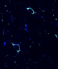 Immunofluorescence staining of endogenous mouse PPARγ in epididymal white adipose tissue (eWAT), showing PPARγ in green and DAPI-stained nuclei in blue.
