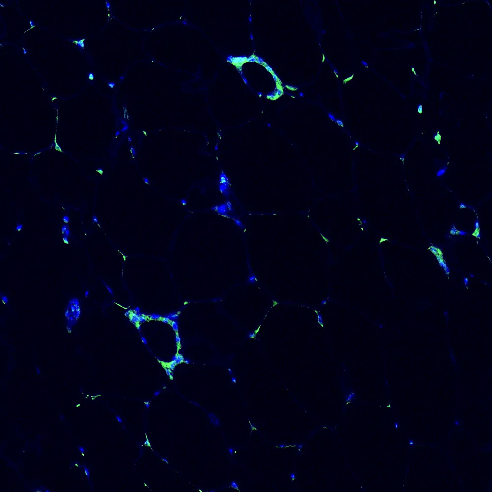 Immunofluorescence staining of endogenous mouse PPARγ in epididymal white adipose tissue (eWAT), showing PPARγ in green and DAPI-stained nuclei in blue.