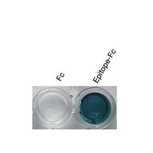 Alternative view of Anti-mouse/human ADRA2A Recombinant Monoclonal Antibody (XM0069)