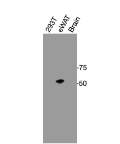 Western blot showing specific bands in HEK293T cell lysate, mouse eWAT, and mouse brain for ADRA2A antibody