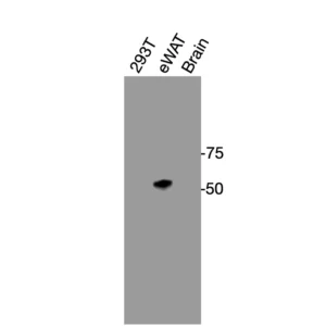 Western blot showing specific bands in HEK293T cell lysate, mouse eWAT, and mouse brain for ADRA2A antibody