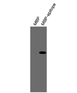 Alternative view of Anti-mouse/human PDGFRA / CD140a Recombinant Monoclonal Antibody (XM0046)