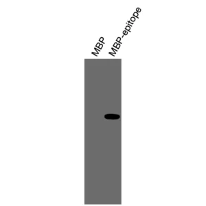 Alternative view of Anti-mouse/human PDGFRA / CD140a Recombinant Monoclonal Antibody (XM0046)