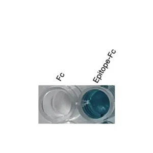 Alternative view of Anti-mouse/human DAG1 Recombinant Monoclonal Antibody (XM0057)